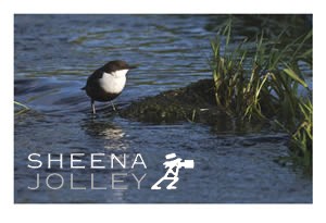 Dipper  near Portumna  Co Tipperary  Ireland white-throated  swims underwater  photograph  fast flowing rivers  boulders. Dipper Too.jpg Dipper Too.jpg Dipper Too.jpg Dipper Too.jpg